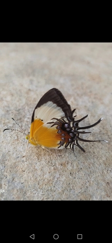 Gnidus Metalmark