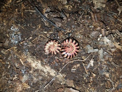 Sigmoria triangulata