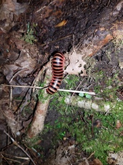 Sigmoria triangulata