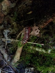 Sigmoria triangulata