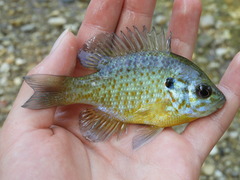 Lepomis gibbosus × macrochirus