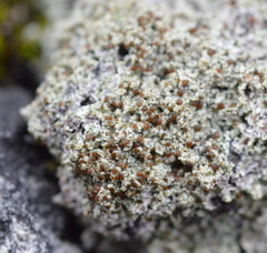 Bryoplaca sinapisperma