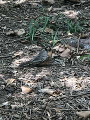 Turdus migratorius