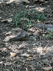 Turdus migratorius