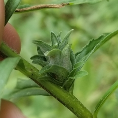 Asphondylia solidaginis