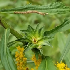 Asphondylia solidaginis
