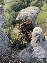 Polystachya pubescens