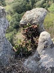 Polystachya pubescens