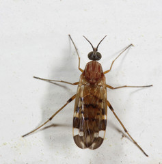 Sylvicola alternatus