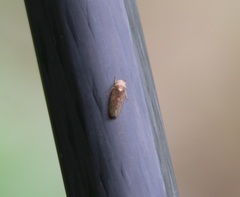Ponana quadralaba