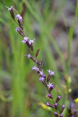 Liatris cokeri