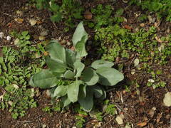 Cynoglossum cheirifolium