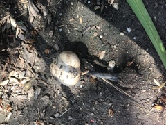 Chlorophyllum molybdites