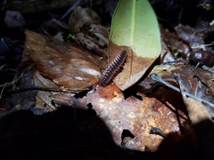 Pseudopolydesmus canadensis