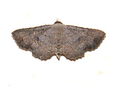 Renodes liturata
