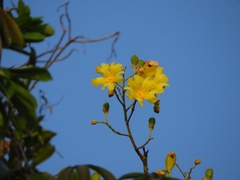 Cochlospermum orinocense