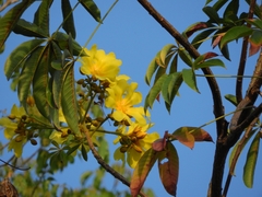 Cochlospermum orinocense