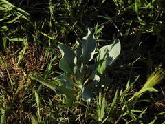 Cynoglossum cheirifolium