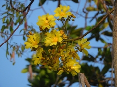 Cochlospermum orinocense