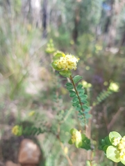 Pimelea flava flava