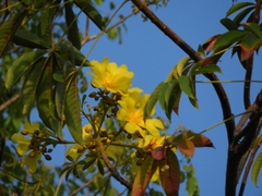 Cochlospermum orinocense