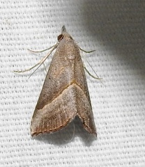 Hypena degesalis