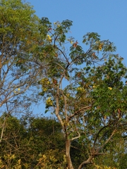 Cochlospermum orinocense