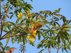 Cochlospermum orinocense