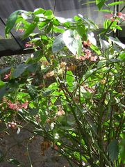 Begonia coccinea