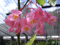 Begonia coccinea