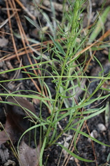 Liatris cokeri
