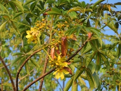 Cochlospermum orinocense