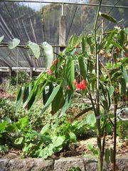Begonia coccinea