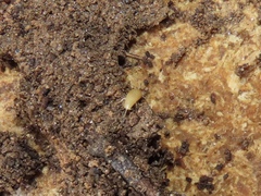 Atelurinae