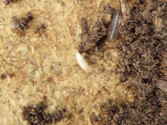 Atelurinae