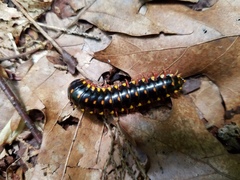 Brachoria hendrixsoni