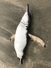 Eudyptula minor iredalei