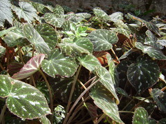 Begonia pustulata