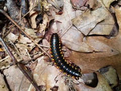 Brachoria hendrixsoni