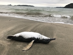 Eudyptula minor iredalei