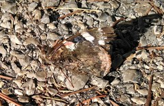 Vanessa atalanta atalanta