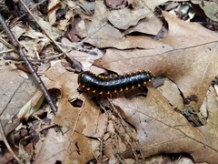 Brachoria hendrixsoni