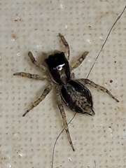 Maeota dichrura