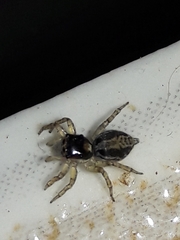 Maeota dichrura