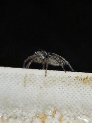 Maeota dichrura