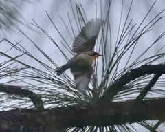 Setophaga dominica image