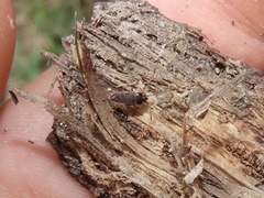 Cryphula trimaculata