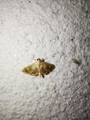 Pseudopyrausta marginalis