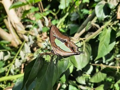 Polyura