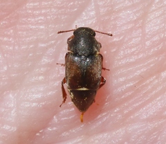 Amartus tinctus
